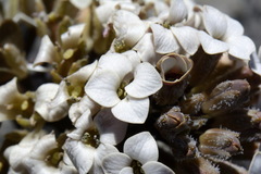 Notothlaspi rosulatum