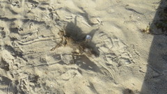 Procyon pygmaeus