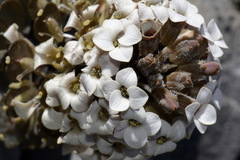 Notothlaspi rosulatum