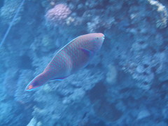 Scarus fuscopurpureus