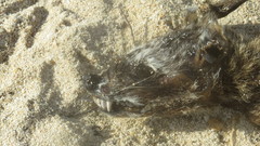 Procyon pygmaeus