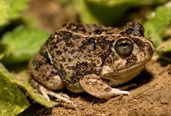 Pleurodema brachyops