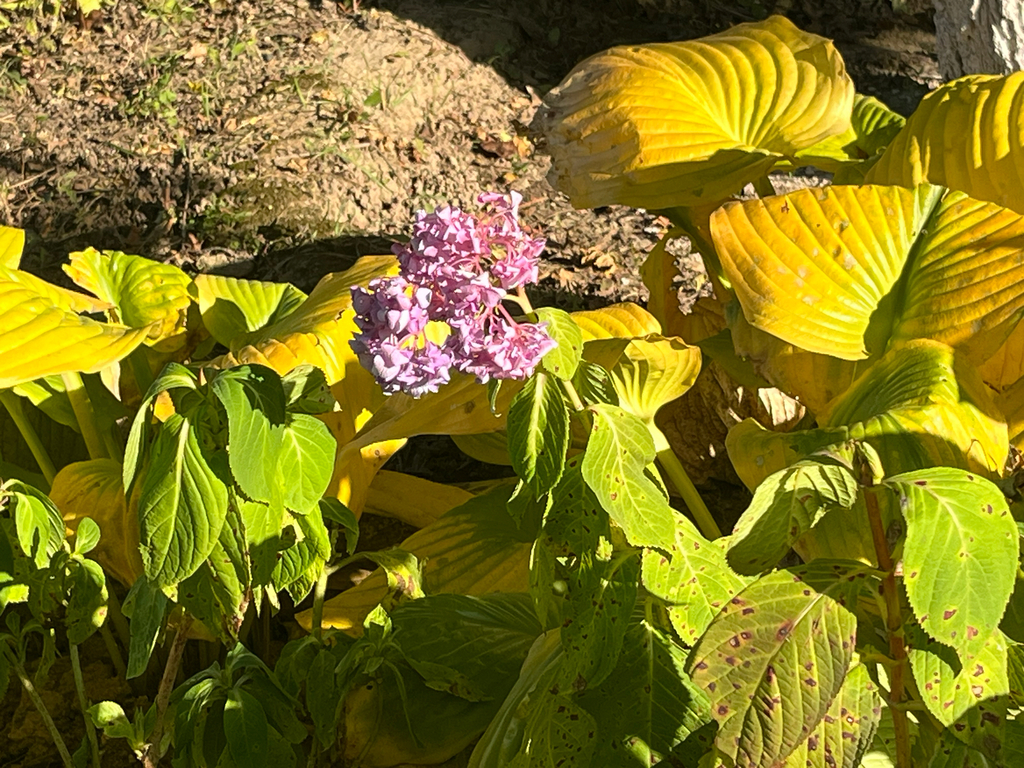 Hydrangea macrophylla