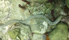 Myrichthys breviceps