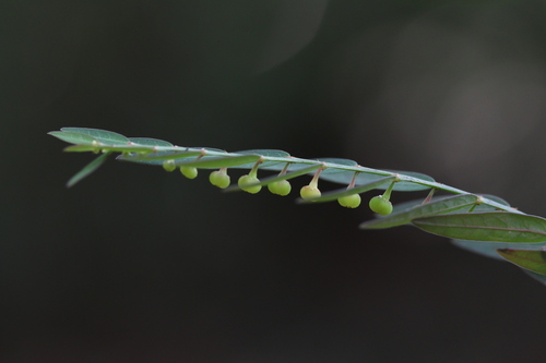 Phyllanthus ussuriensis iNat (2)