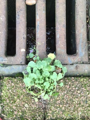 Campanula poscharskyana