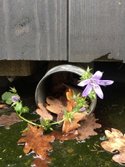 Campanula poscharskyana