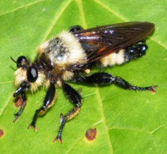 Laphria grossa