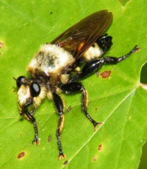Laphria grossa