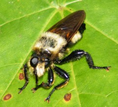 Laphria grossa