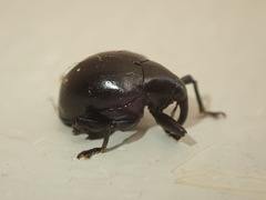 Cleogonus