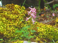 Corydalis solida incisa