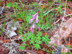 Corydalis solida incisa