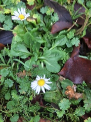 Bellis perennis