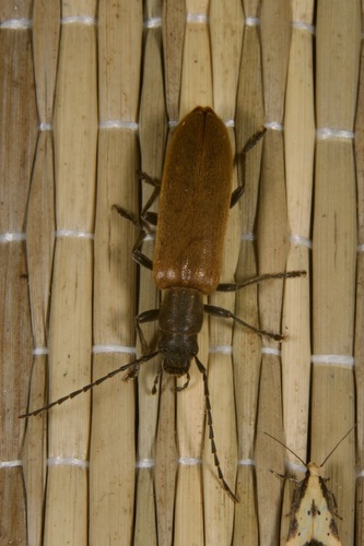 Sparedrus testaceus, 2025-06-19
