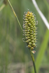 Carex schmidtii