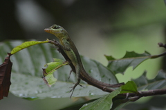 Anolis richardii