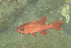 Broadsaddle Cardinalfish photo 2