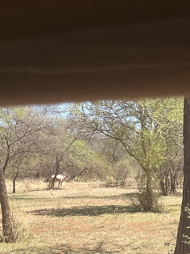 Gemsbok
