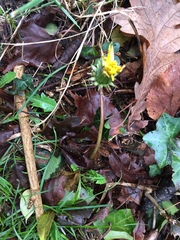 Taraxacum officinale