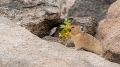 American Pika photo 3