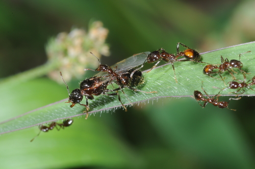 Black Imported Fire Ant photo 4