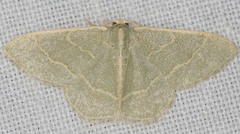 Chlorochlamys appellaria