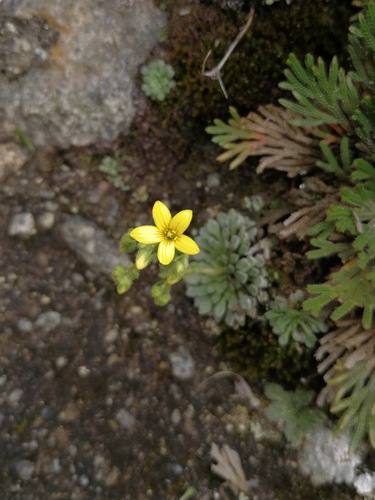 Saxifraga umbellulata
