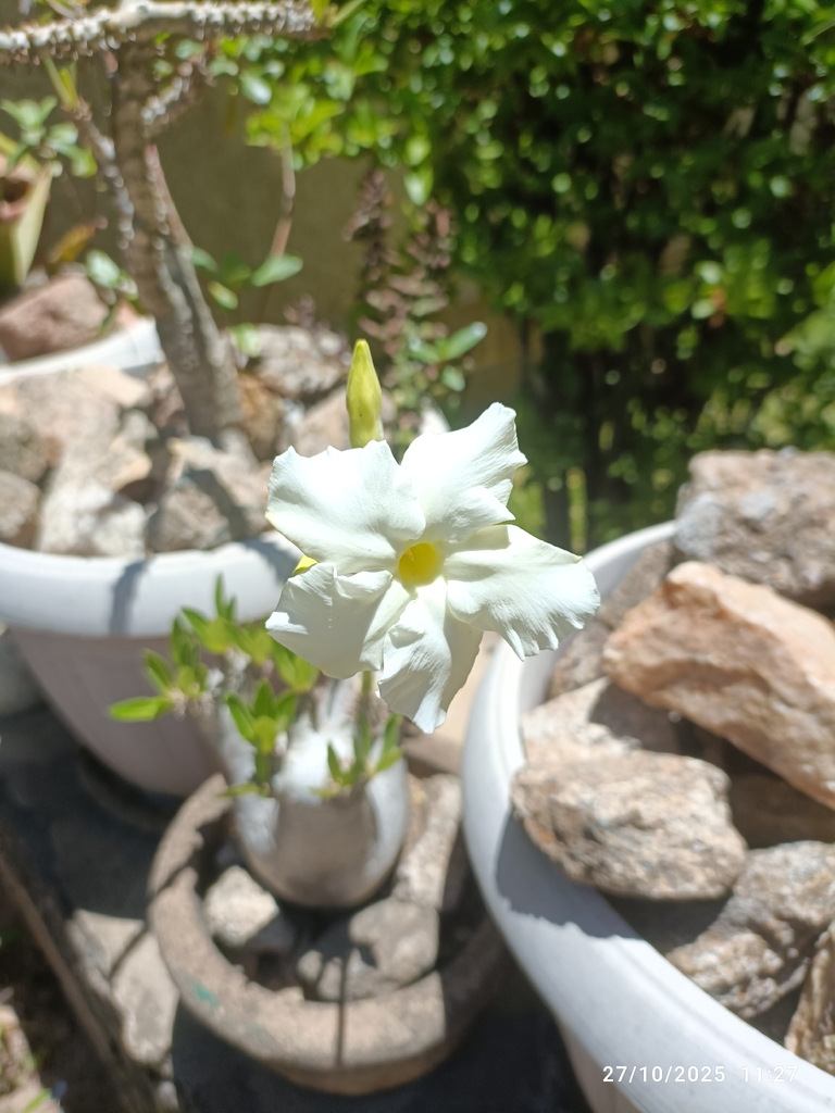 Pachypodium inopinatum (Elephant's Foot Plant)