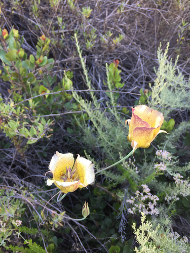 intermediate mariposa lily (Calochortus weedii)