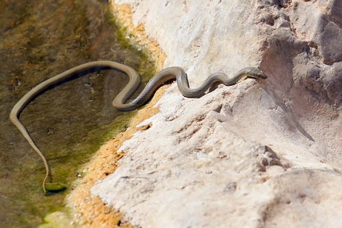 Platyceps hajarensis