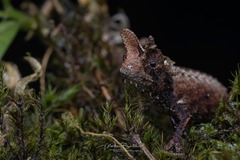 Marojejy Leaf Chameleon photo 1