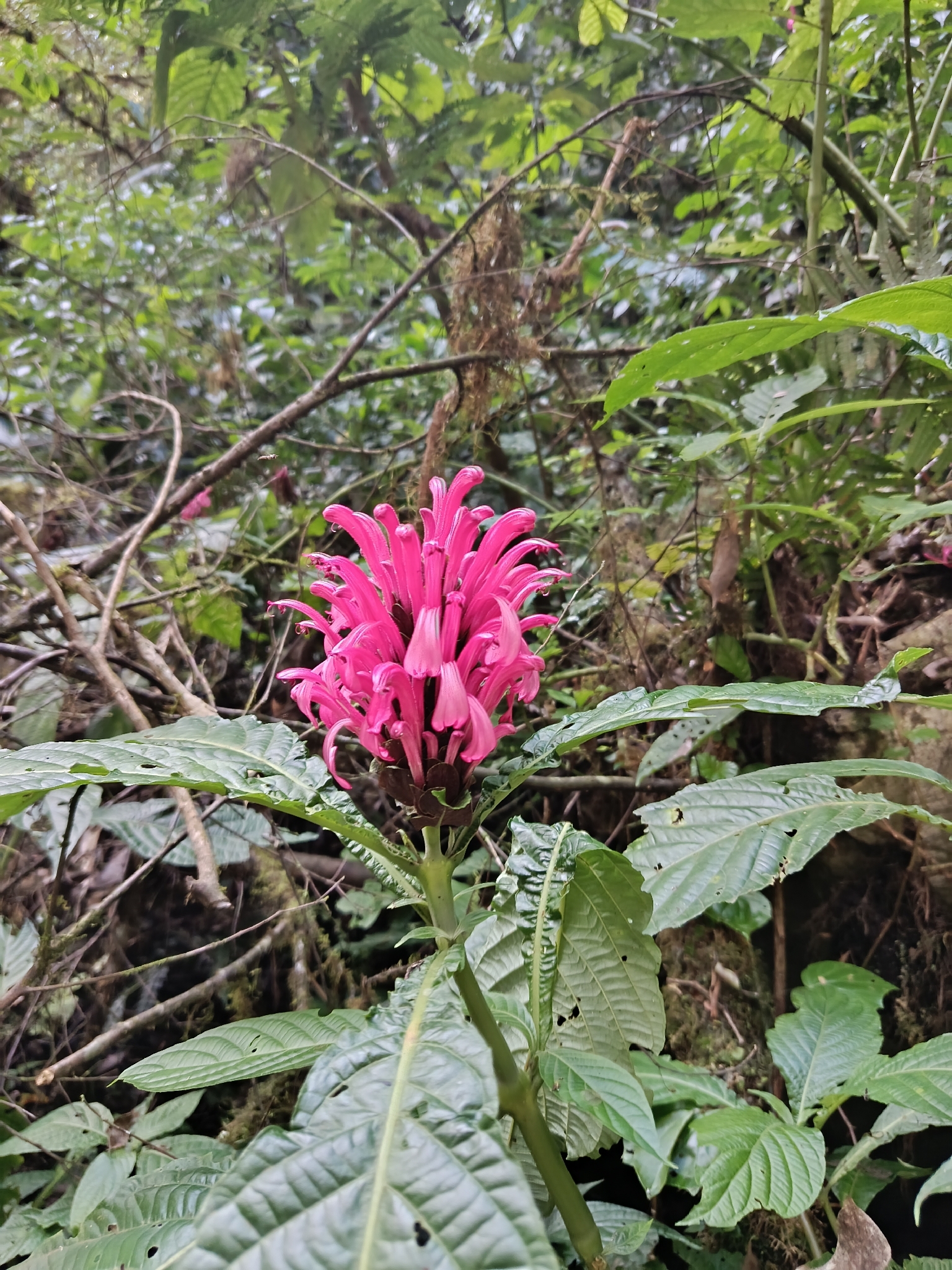 Justicia carnea