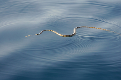 Hydrophis cyanocinctus observed 2025-10-22