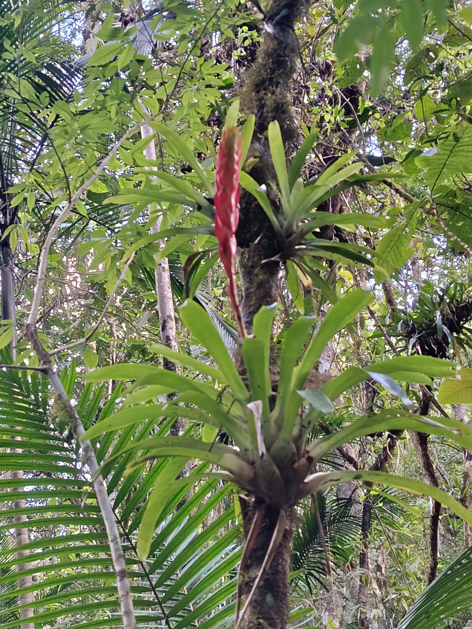 Vriesea incurvata