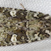 Lacinipolia strigicollis - Photo (c) Paul G. Johnson, algunos derechos reservados (CC BY-NC-SA), subido por Paul G. Johnson