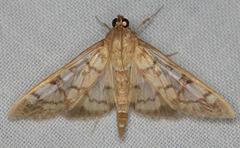 Mimorista subcostalis