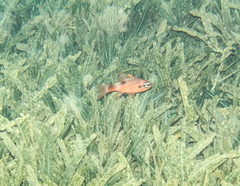 Apogon maculatus