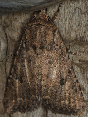 Protorthodes alfkenii