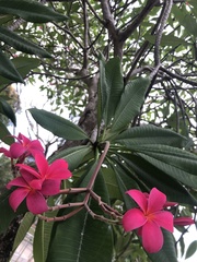 Plumeria