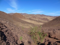 Cristaria integerrima