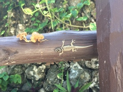 Lygodactylus mombasicus