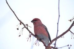 Pinicola enucleator