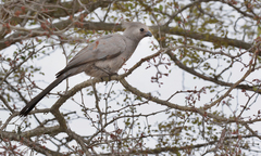 Corythaixoides concolor concolor
