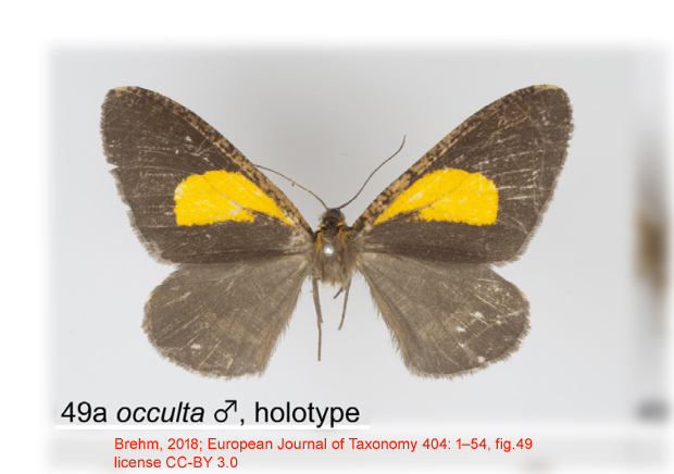 Callipia occulta