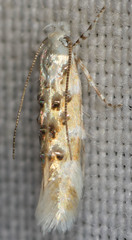 Stagmatophora iridella