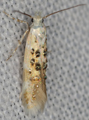 Stagmatophora iridella