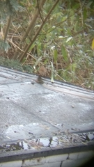 Prunella modularis