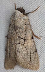 Sympistis ragani