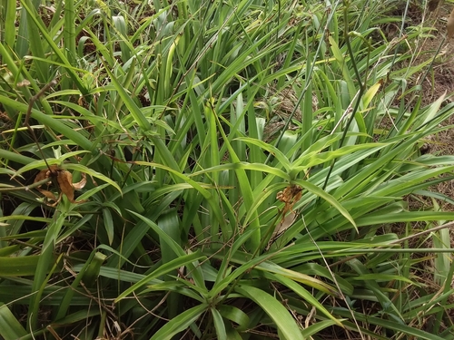 Kuokštinis chlorofitas nuotrauka